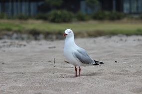 Seagull on the sand