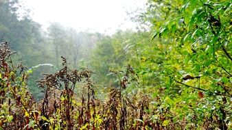 forest in the morning