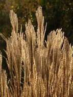 Miscanthus is a silver reed