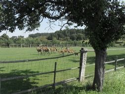 landscape of the deer animals in countryside