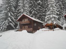 wooden cottage in the snowy woods