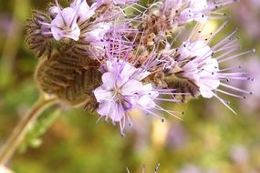tansy phacelia flower close-up on blurred background