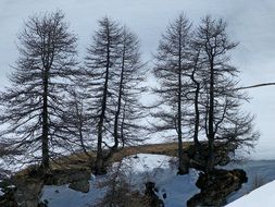 trees on a glacier in the Alps