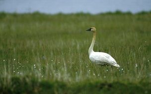 Beautiful swan in Tundra