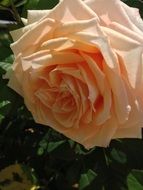garden rose close-up