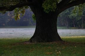delicate and beautiful oak tree