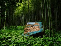 green thickets of bamboo forest in japan