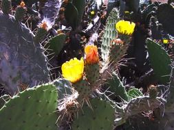 cactus with bright flowers in the bright sun
