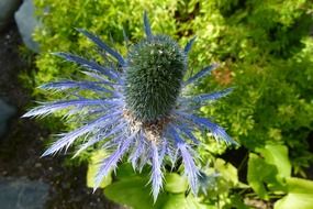 Large blue thistle flower in a garden