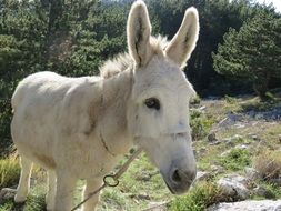 cute white donkey close portrait