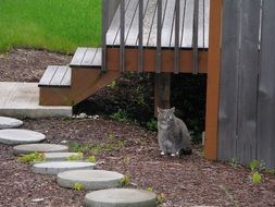 Cat outside near the wooden hut