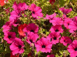 colorful bright pink flowers