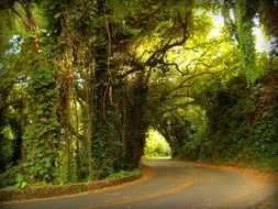 curve road in the forest