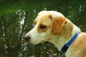 dog blue collar