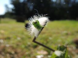 caterpillar on the stem of a plant