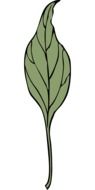 isolated plant leaf