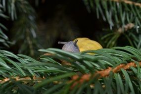 yellow snail on the thorny branch