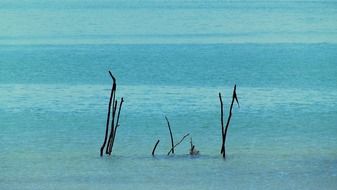 wooden branches in a ocean