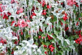 icicles on berries