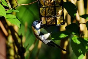 bird clinging to the cage