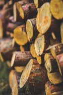 harvested firewood for the winter