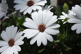 daisy or aster