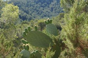 Green cactus among the colorful plants