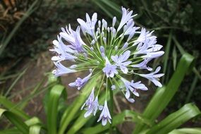 macro photo of purple agapanthus flower in the garden