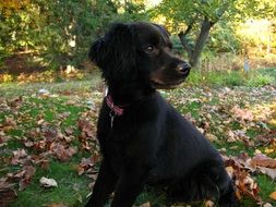 black puppy outdoors