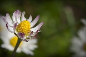 daisy flower cute petals