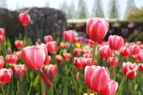 pink tulips on bed in spring