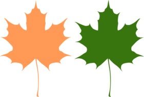 drawn green and beige maple leaves