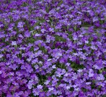 bright blue blooming aubrietia