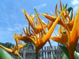 Close-up of the beautiful yellow and orange tropical flowers with green leaves