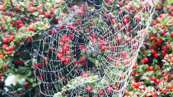 spider web on a bush with red berries