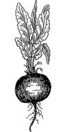 black and white drawing of a beetroot