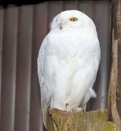 Snowy owl on the tree