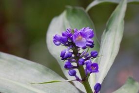 blue dichorisandra thyrsiflora