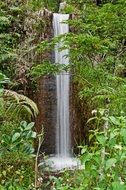 small waterfall in tropical forest, Madagascar, Amber Mountain National Park