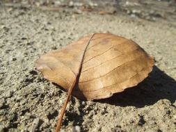 autumn leaf on the ground