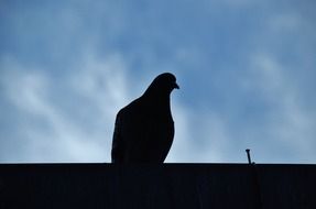 city pigeon is sitting in the shade