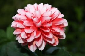 pink dahlia blooming