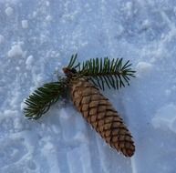 long pine cone in the snow close up