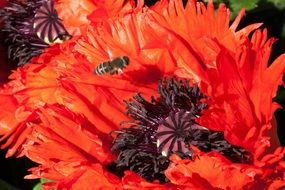 bee flies over poppy
