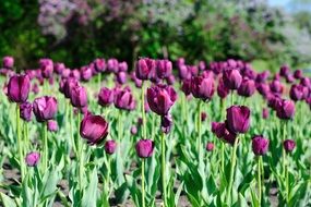 lot of purple Tulips on flower bed at sunny day, ukraine, kiev