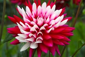 plant switches flower