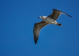 seagull in the sky