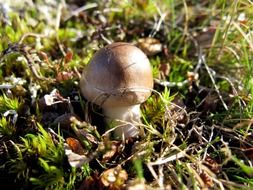 small mushroom in the grass in the sunlight