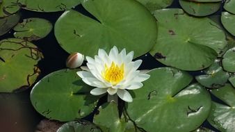 Close-up of the beautiful white and yellow waterlily among large green leaves on a pond