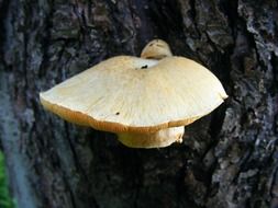 the fungus is growing in wood